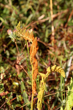 Image de Osmunda cinnamomea