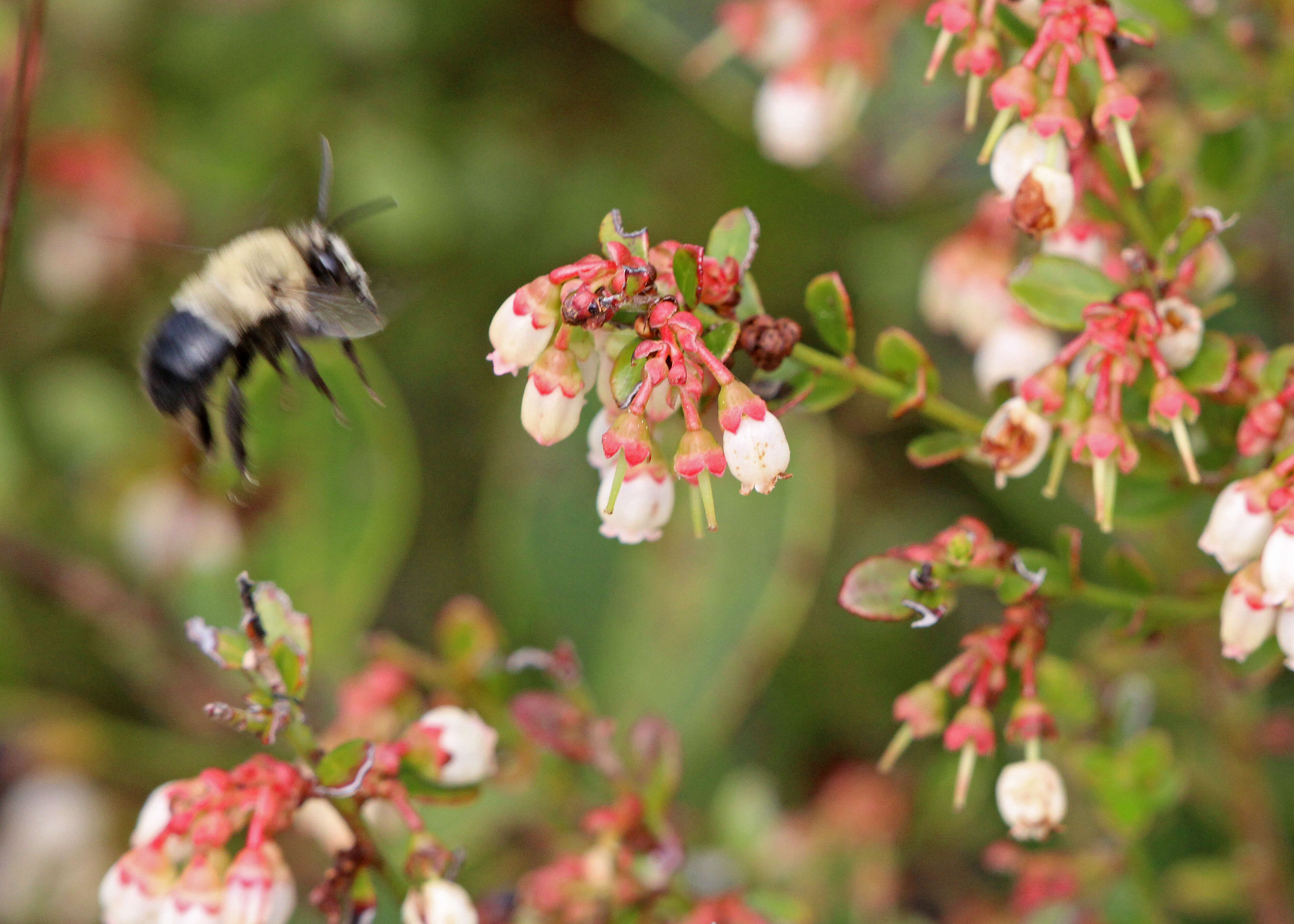 Image of Blueberry Habropoda