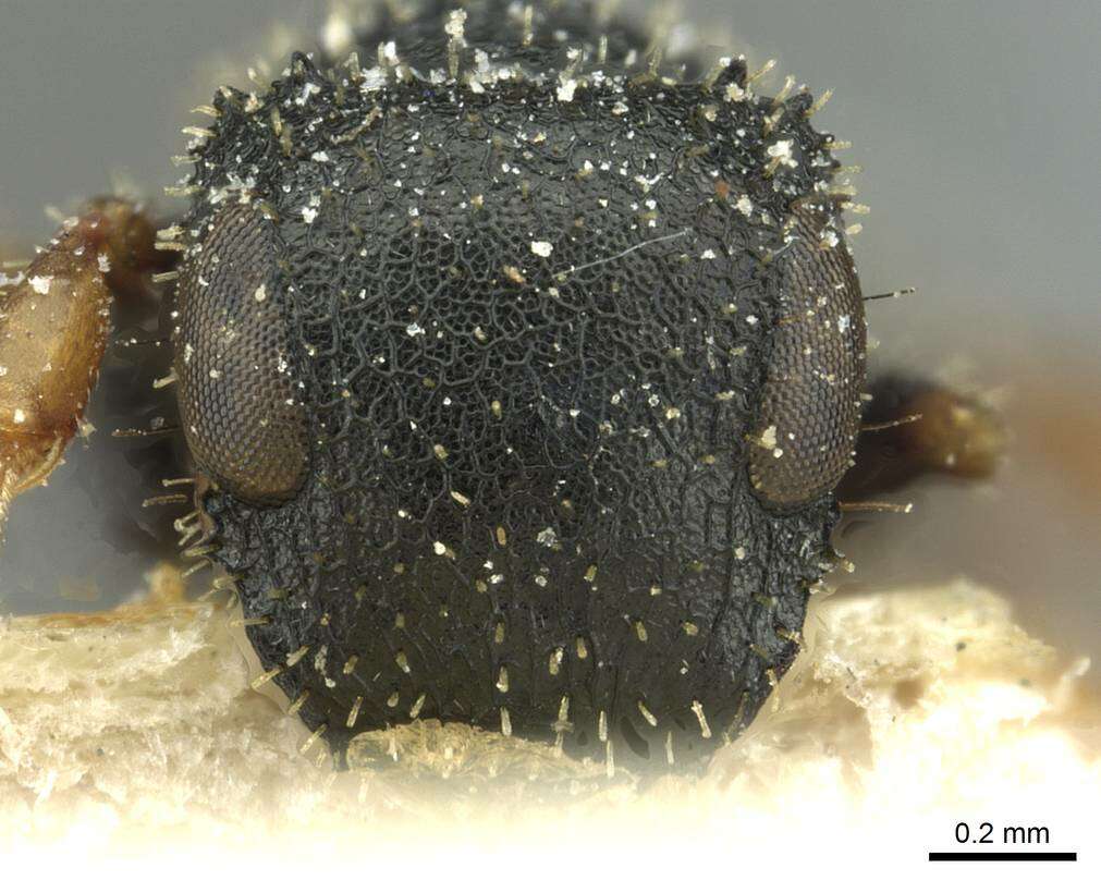 Image of Sculpted Tree ants