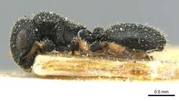 Image of Sculpted Tree ants