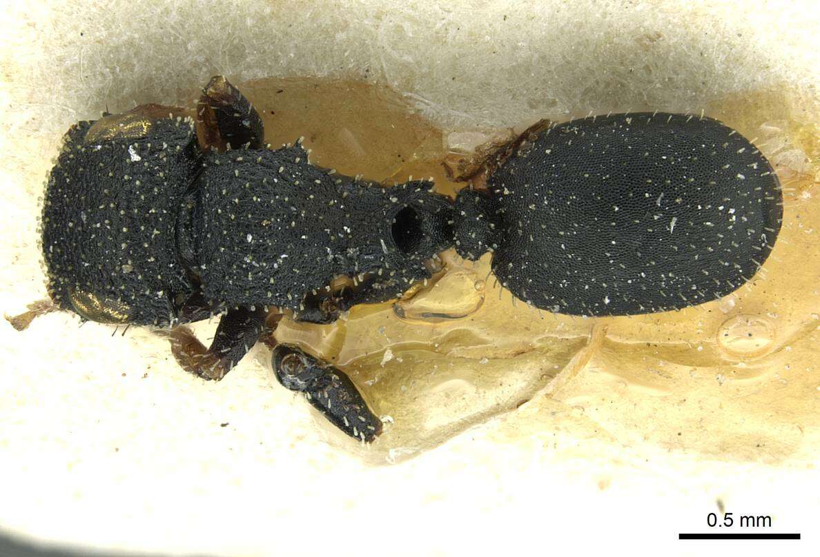 Image of Sculpted Tree ants