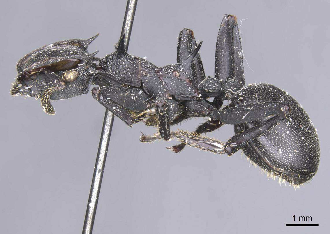 Cephalotes marginatus (Fabricius 1804) resmi