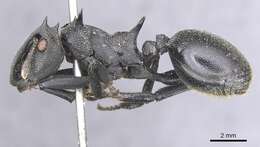 Cephalotes marginatus (Fabricius 1804) resmi