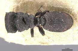 Cephalotes bohlsi (Emery 1896) resmi