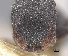 Cephalotes bohlsi (Emery 1896) resmi