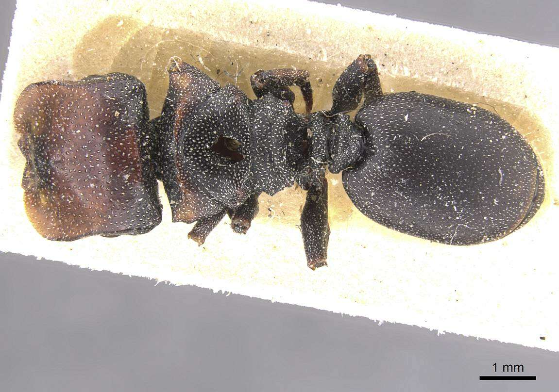 Image of Cephalotes bruchi (Forel 1912)