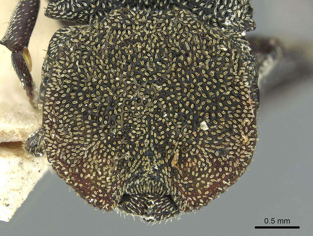 Cephalotes patei (Kempf 1951) resmi