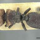Image of Cephalotes prodigiosus (Santschi 1921)