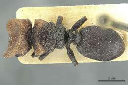 Cephalotes prodigiosus (Santschi 1921) resmi