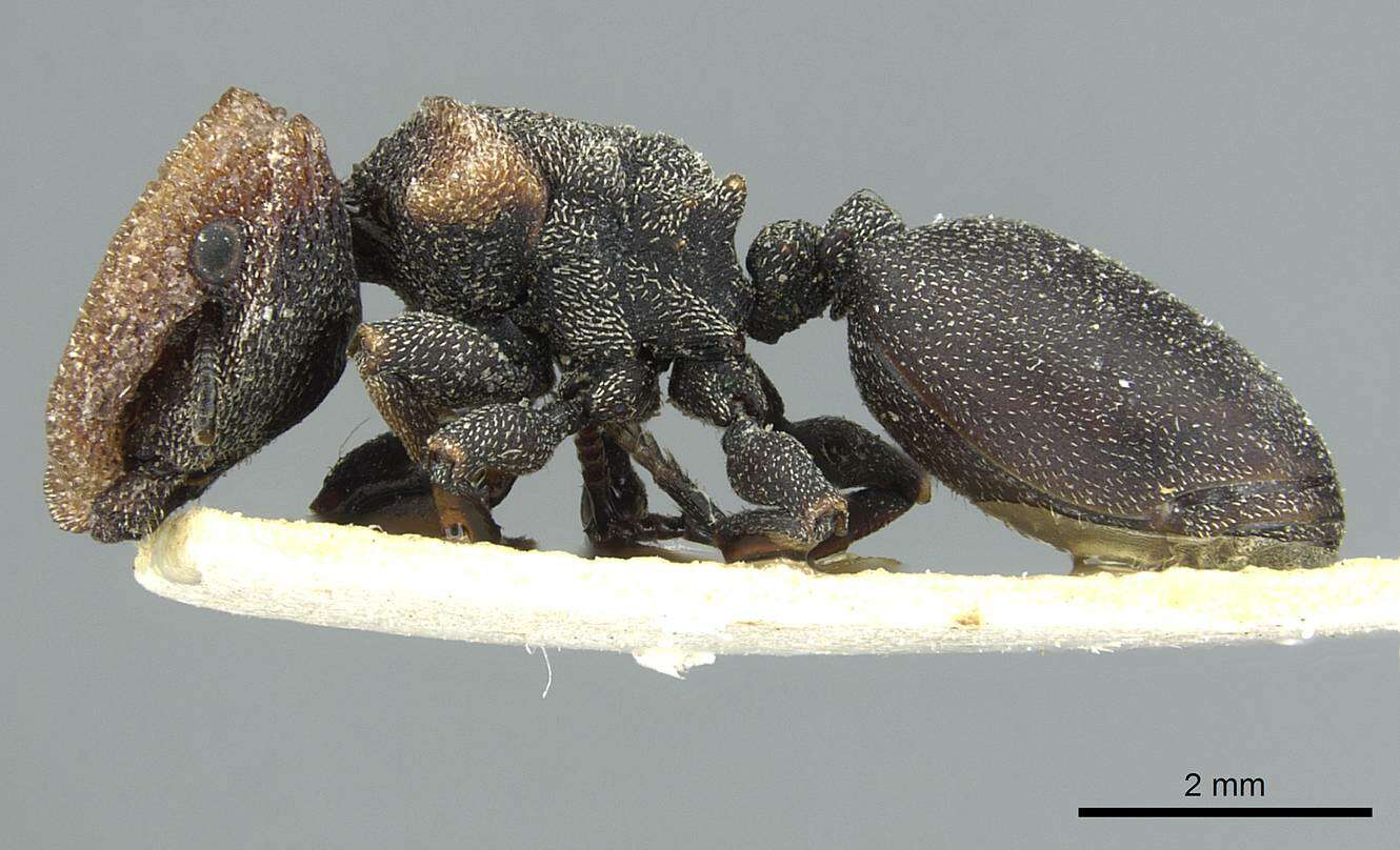 Cephalotes prodigiosus (Santschi 1921) resmi