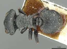 صورة Cephalotes pusillus (Klug 1824)