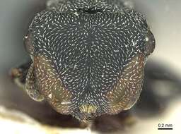 صورة Cephalotes pusillus (Klug 1824)