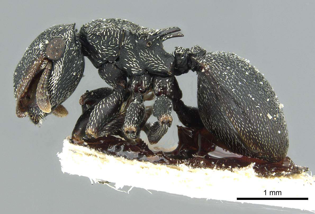 صورة Cephalotes pusillus (Klug 1824)