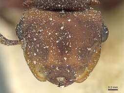 صورة Cephalotes pusillus (Klug 1824)