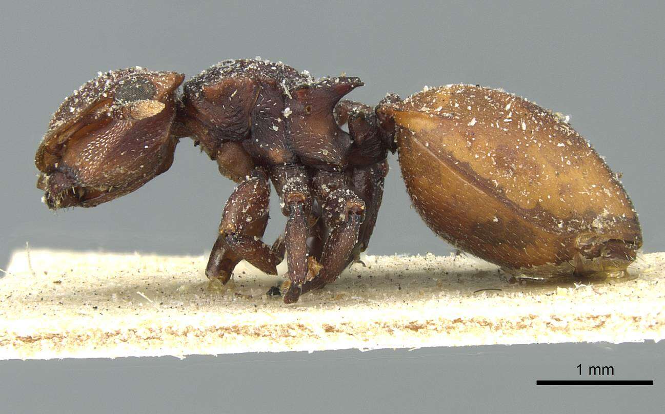 صورة Cephalotes pusillus (Klug 1824)