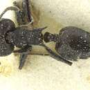 Image of Crematogaster ambigua Santschi 1926