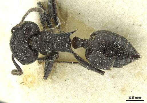 Image of Crematogaster ambigua Santschi 1926