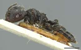 Image of Crematogaster jullieni Santschi 1910