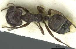 Image of Crematogaster mottazi Santschi 1928