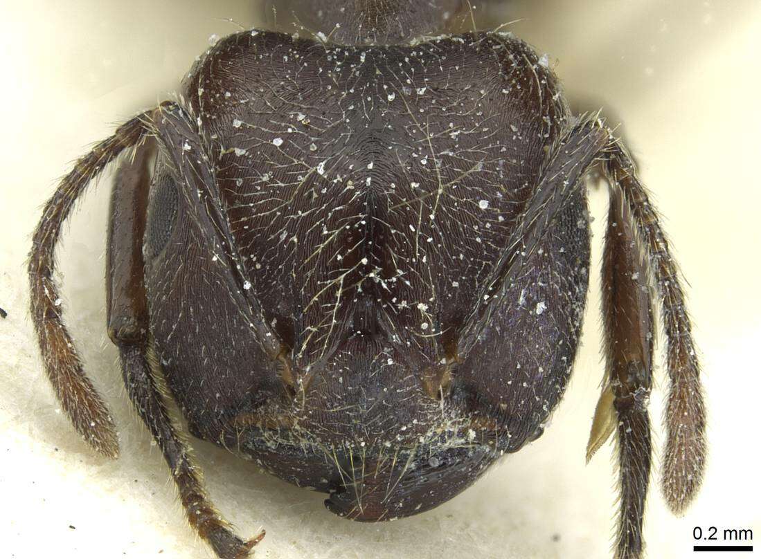 Image of Crematogaster mottazi Santschi 1928