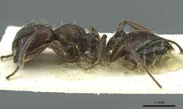 Image of Crematogaster mottazi Santschi 1928