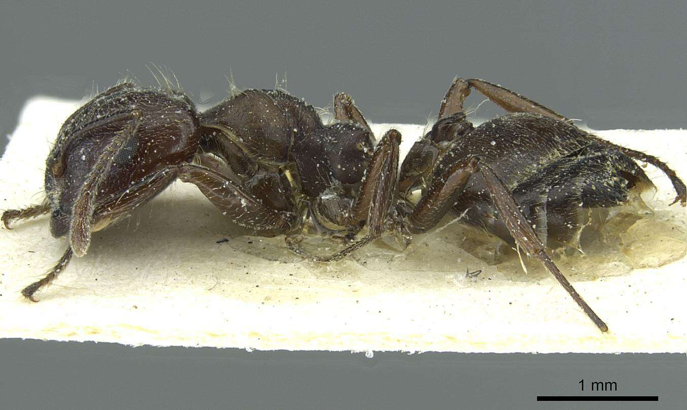 Image of Crematogaster mottazi Santschi 1928