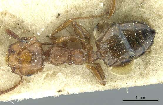 Image of Crematogaster resulcata Bolton 1995