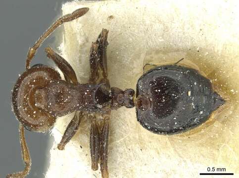 Image of Crematogaster alulai Emery 1901