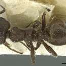 Image of Crematogaster amabilis Santschi 1911