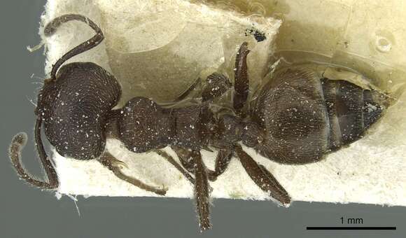 Crematogaster amabilis Santschi 1911 resmi