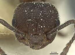 Crematogaster amabilis Santschi 1911 resmi