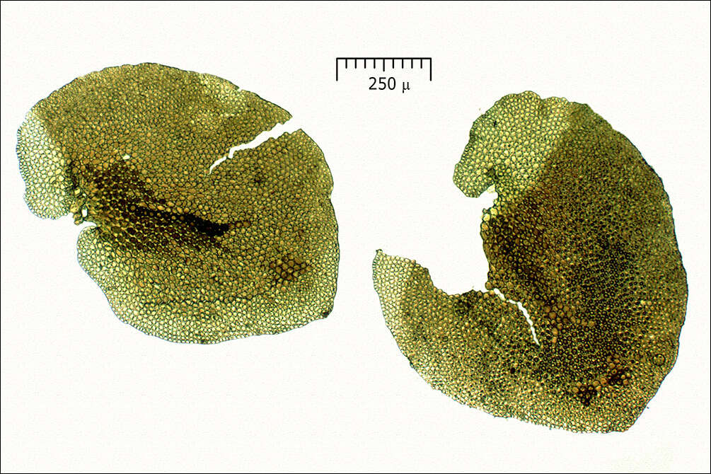 Image of Tamarisk Scalewort