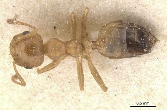 Слика од Crematogaster corporaali Santschi 1928