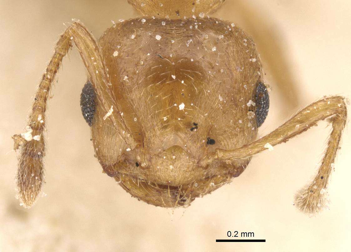 Слика од Crematogaster corporaali Santschi 1928