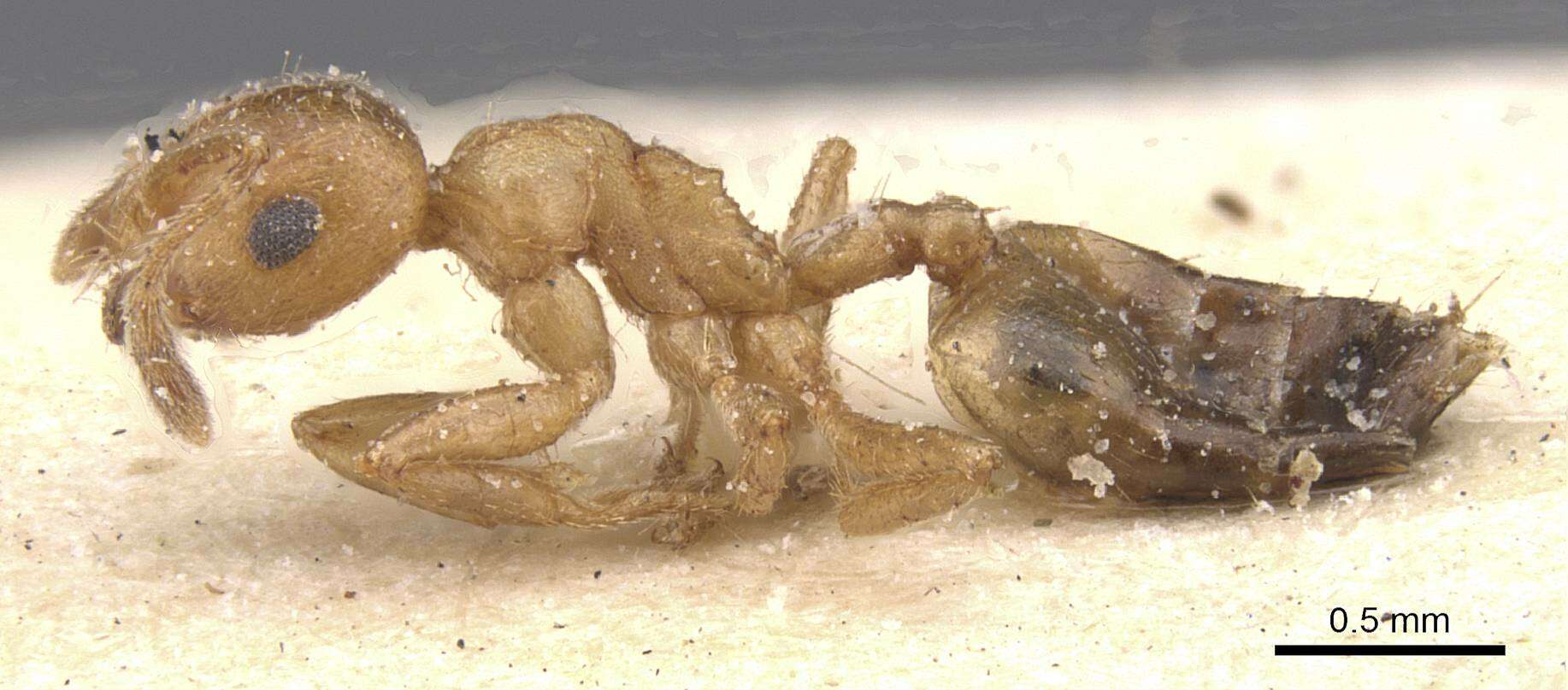 Слика од Crematogaster corporaali Santschi 1928