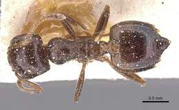 صورة Crematogaster auberti Emery 1869