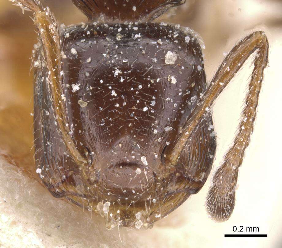 صورة Crematogaster auberti Emery 1869