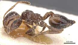 صورة Crematogaster auberti Emery 1869