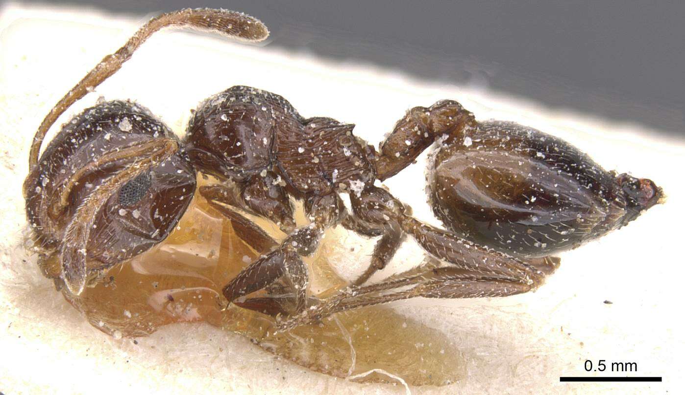 صورة Crematogaster auberti Emery 1869