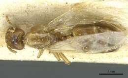 Image of Crematogaster homeri Forel 1913