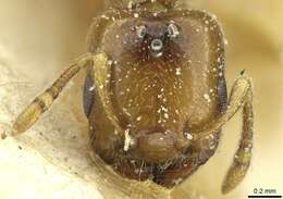 Image of Crematogaster homeri Forel 1913