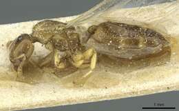 Image of Crematogaster homeri Forel 1913