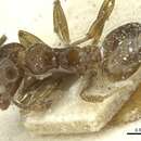 Image of Crematogaster incorrecta Santschi 1917