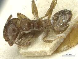 Image of Crematogaster incorrecta Santschi 1917