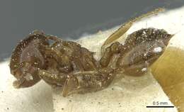 Image of Crematogaster incorrecta Santschi 1917