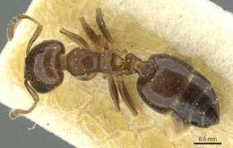 Image of Crematogaster zoceensis