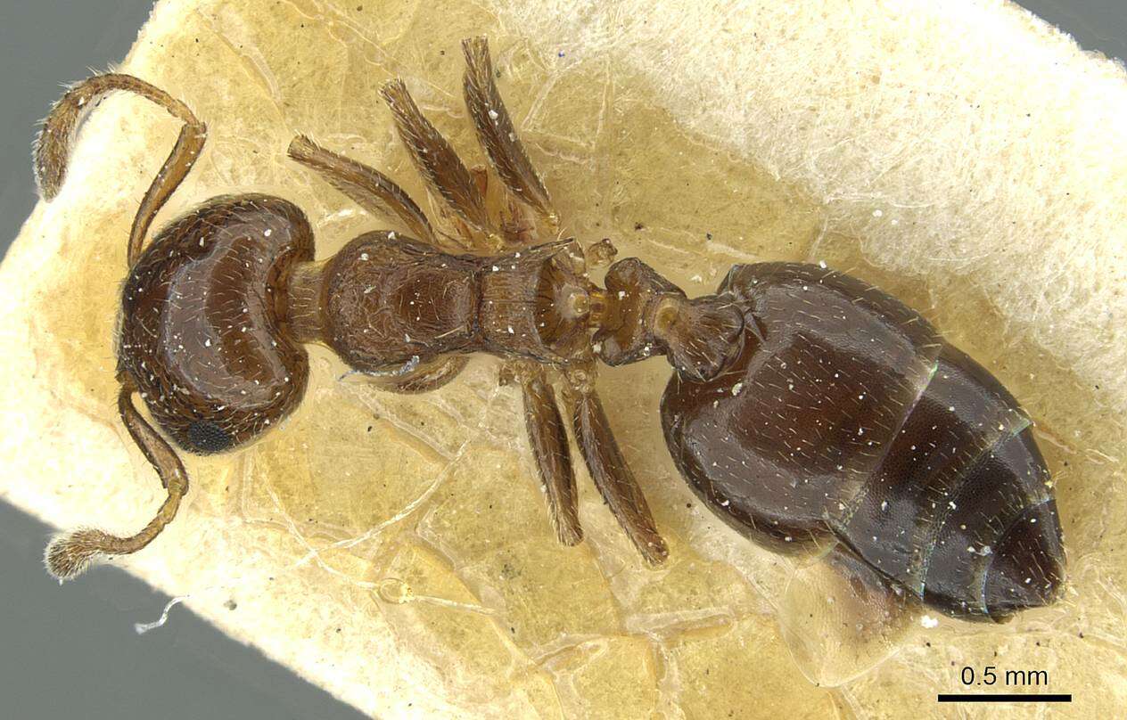 Слика од Crematogaster zoceensis