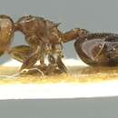 Image of Crematogaster zoceensis