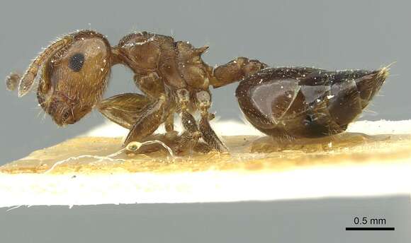 Image of Crematogaster zoceensis