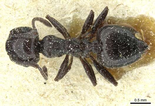 Image of Crematogaster laestrygon Emery 1869